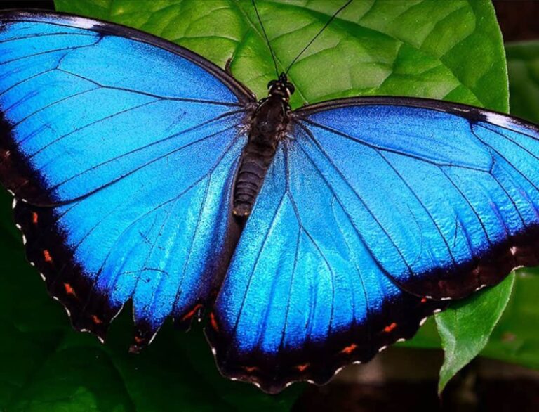 A Spectrum of Beauty: 10 of the Most Colorful Butterflies - Color ...