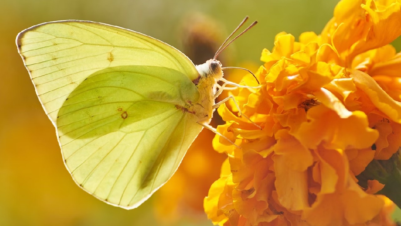 yellow butterfly images